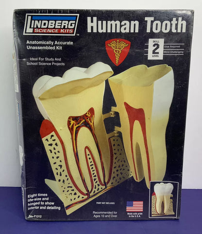 Lindberg 7.5 Inch Human Tooth Anatomy Science Project Model Kit Homeschool Set