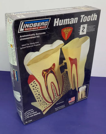 Lindberg 7.5 Inch Human Tooth Anatomy Science Project Model Kit Homeschool Set