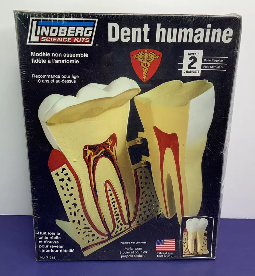 Lindberg 7.5 Inch Human Tooth Anatomy Science Project Model Kit Homeschool Set